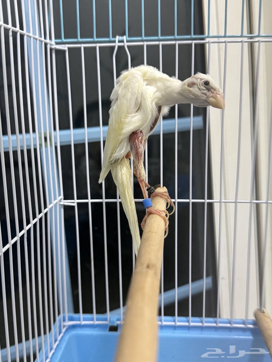 فحل كناري جيبوسو الاسباني  ابيض صافي64496654134530111