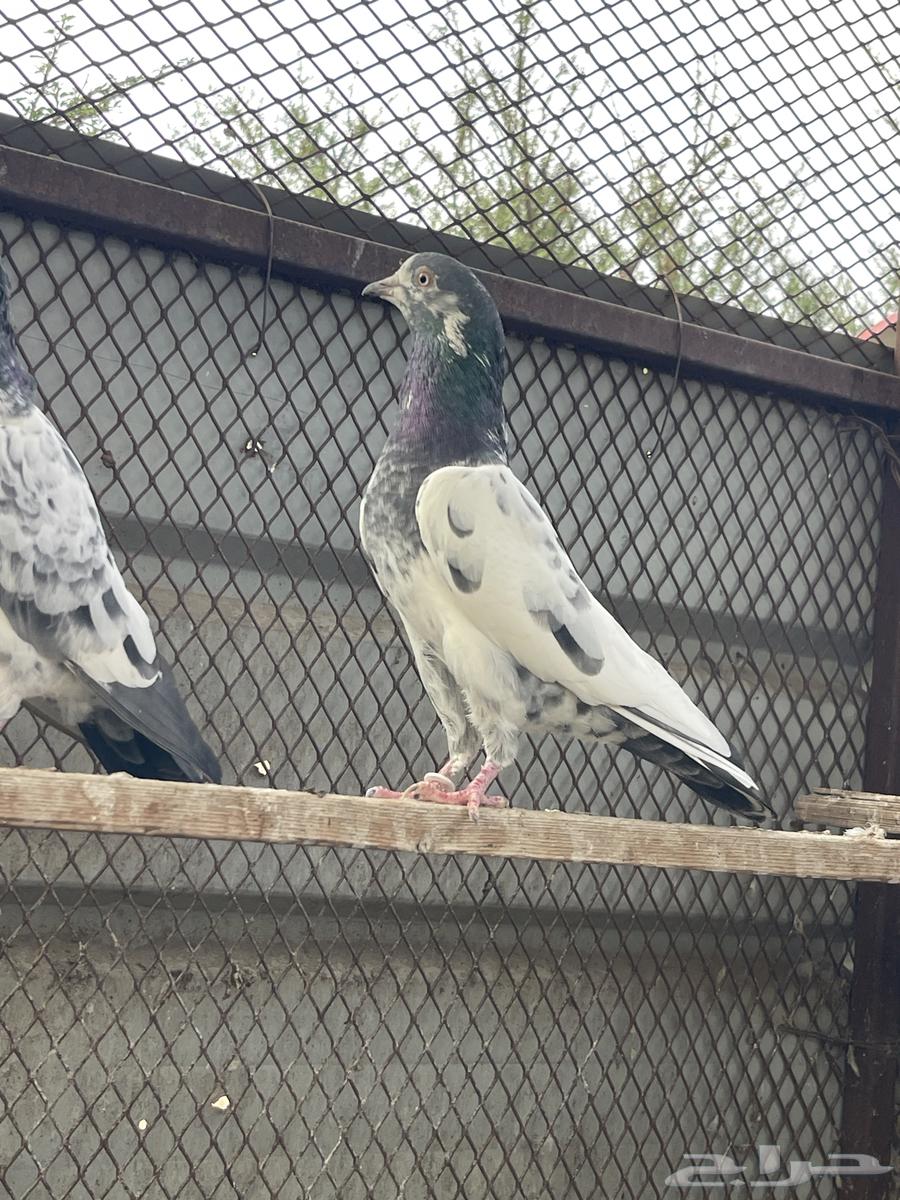 حمام باكستاني للبيع64568362131969113