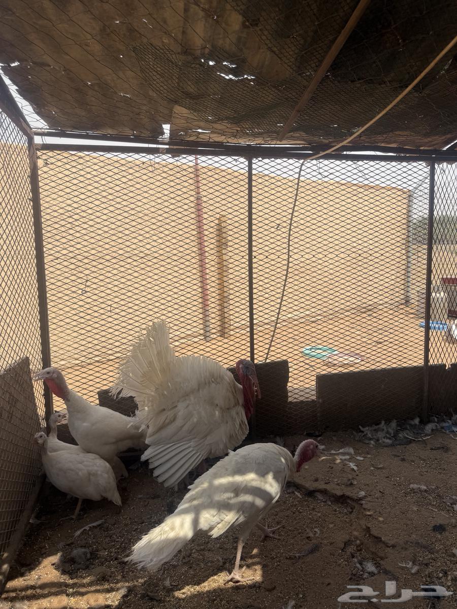 طقم رومي للبيع 3حبات64565870303491110