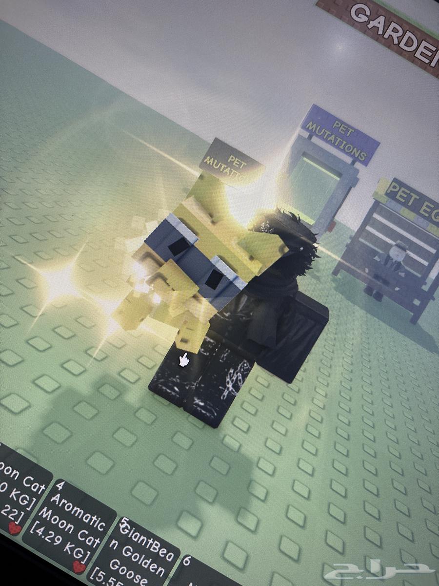 ديسكو ميقا و راكون جولد64561967571329111