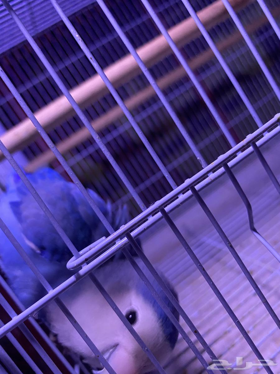 ذكر روز فايلوت منتج (تم البيع)64569522135171113