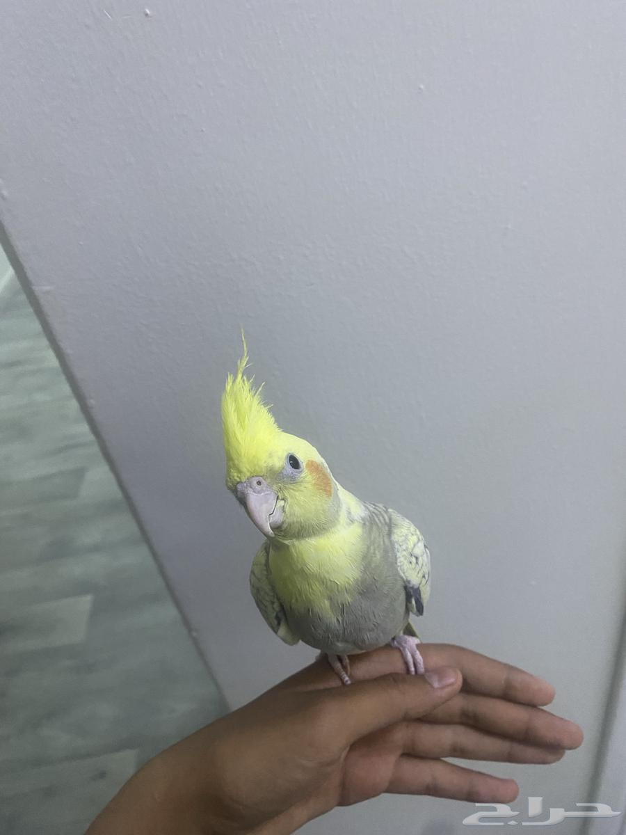 كروان للبيع64568797708035112