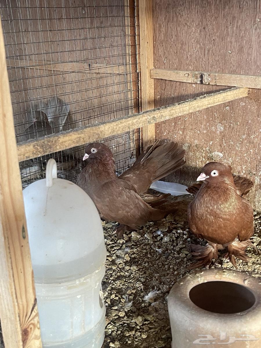 حمام جاوا انواع مختلفه64568467889154110