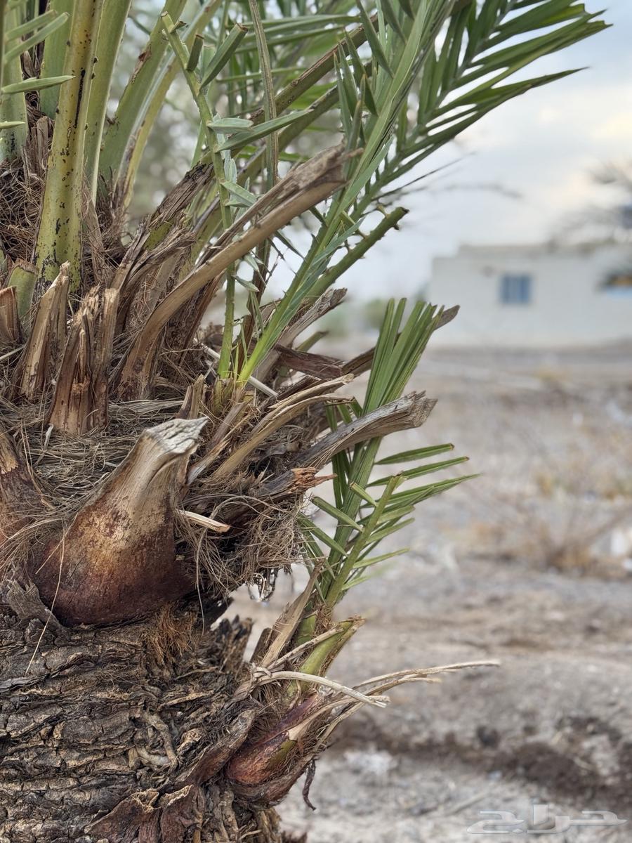 نخل64569698858626110