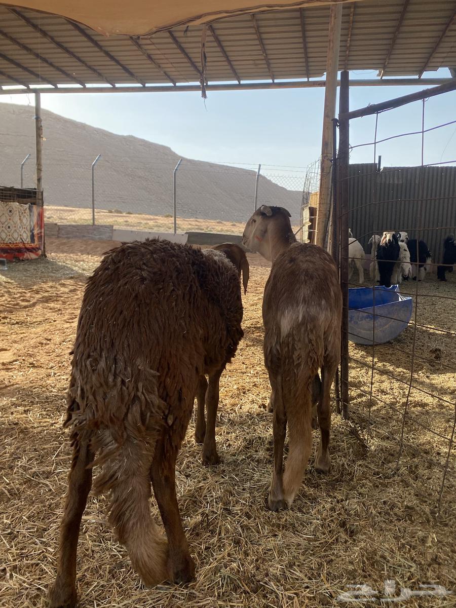 Hamriat Jutha'an for sale64563923121539112