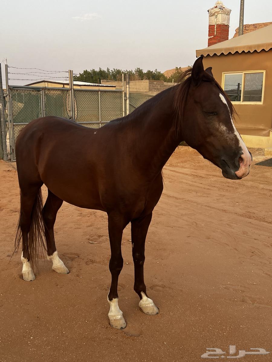 حصان للبيع64459806474754111