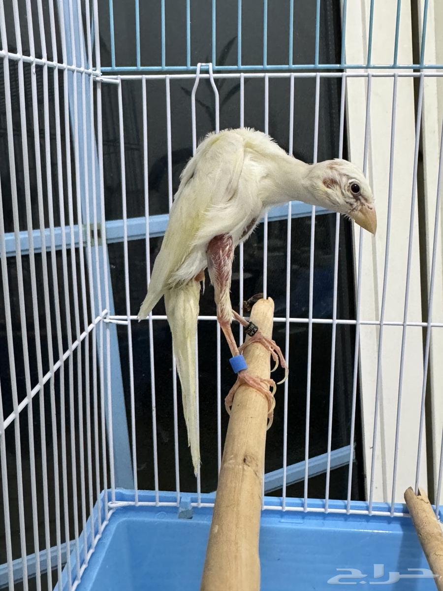 فحل كناري جيبوسو الاسباني  ابيض صافي64496654134530112