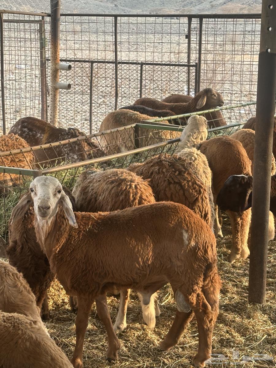 Talians Suwakin Breeding Number 3064568961488258110