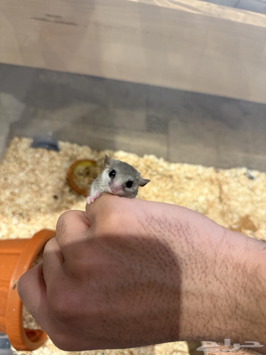 Dwarf squirrel pair for sale64565814704643110