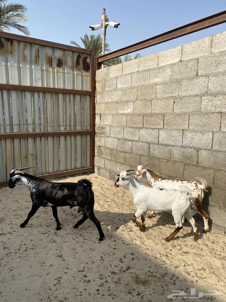 تيوس جنوبية وبيشية ذبايح تم البيع64570012334466114