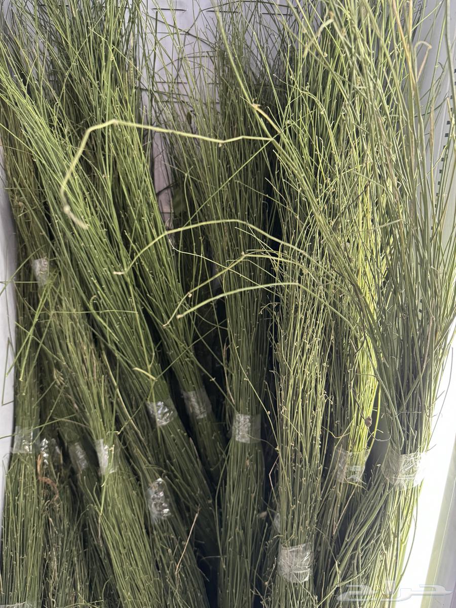 مرخ جنوبي طازج وسلع وحجر مظبي64568030180994110