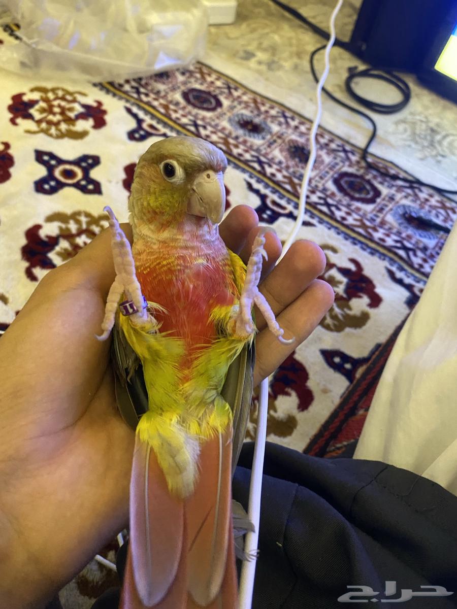 كنيور أناناسي هادئ وأليف للبيع(على السوم)64567600563330110