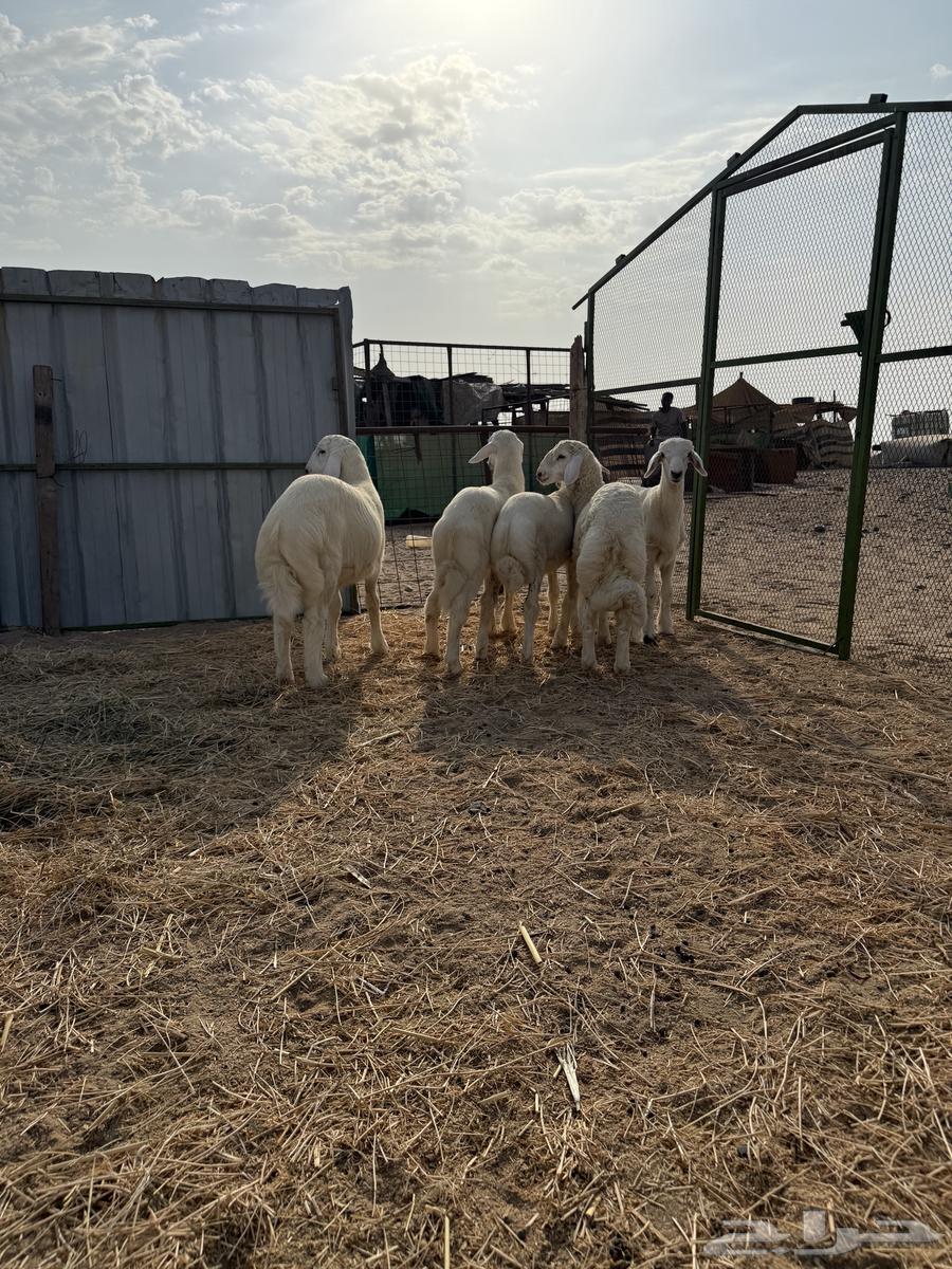 طليان لباني تم البيع64564504326913112