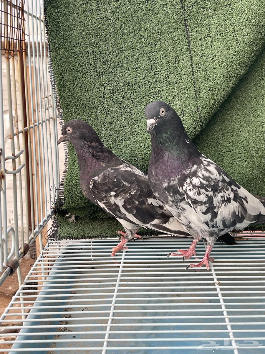 حمام باكستاني للبيع64568362131969110