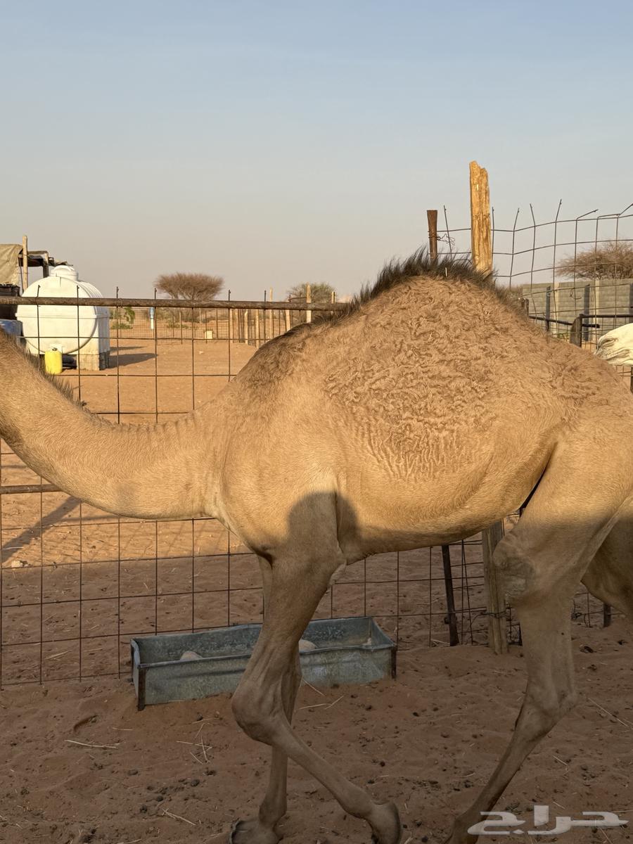 عدد 8 قعدان للبيع64567128961537111