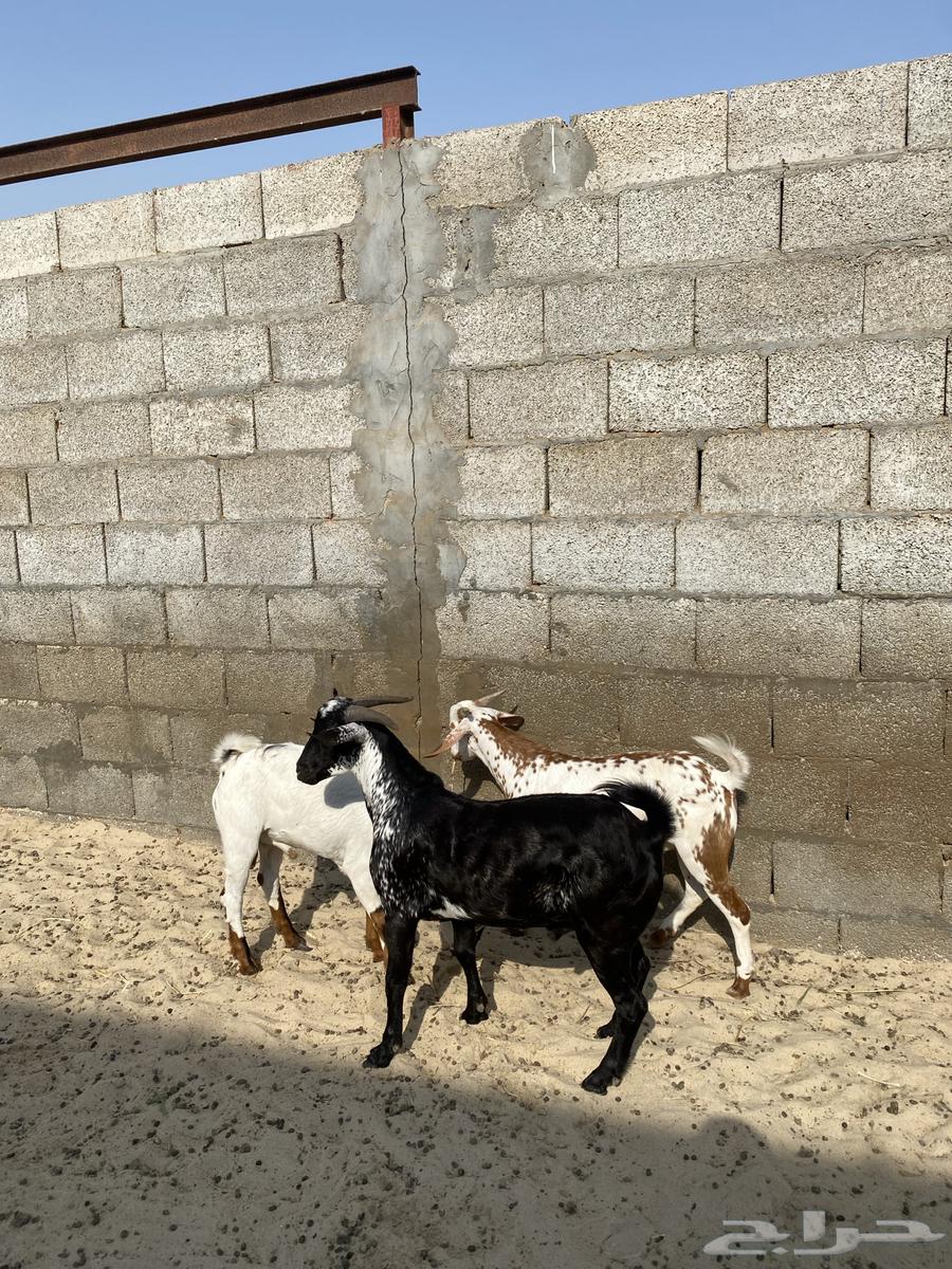 تيوس جنوبية وبيشية ذبايح تم البيع64570012334466113