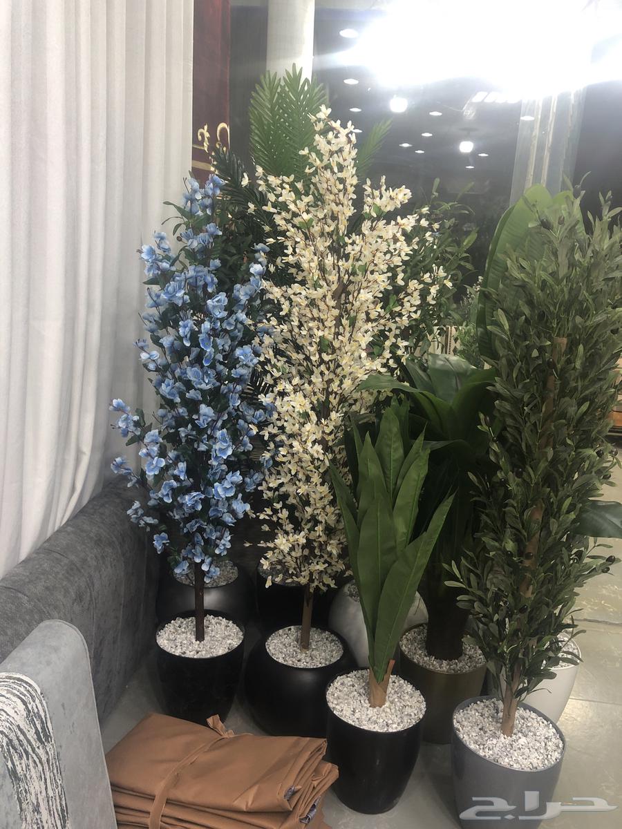 يوجد شجرة الزيتون موديلات جديد يوجد صغير64570996907395114