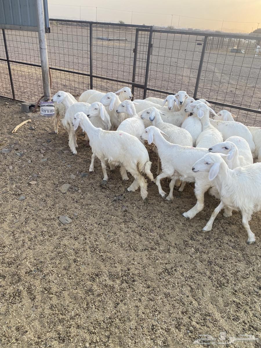 رخال مقنوي تم البيع64564102457473111