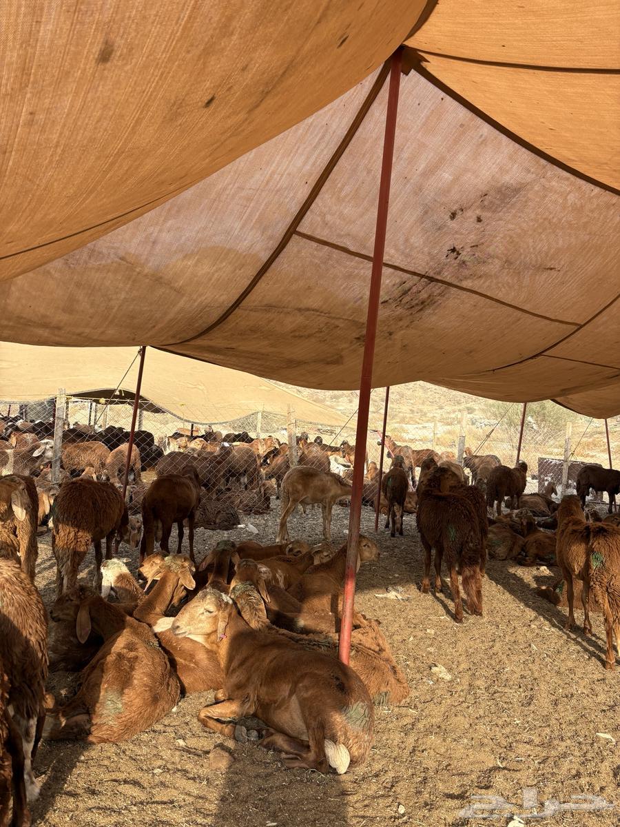 طليان سواكن حمري64568030149507112