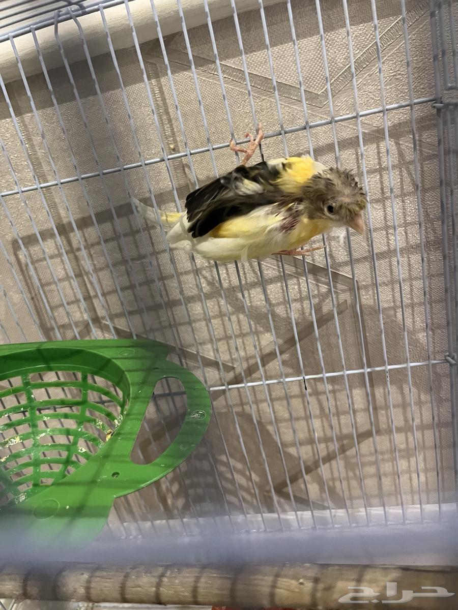 كناري انثى للبيع64568348095105110