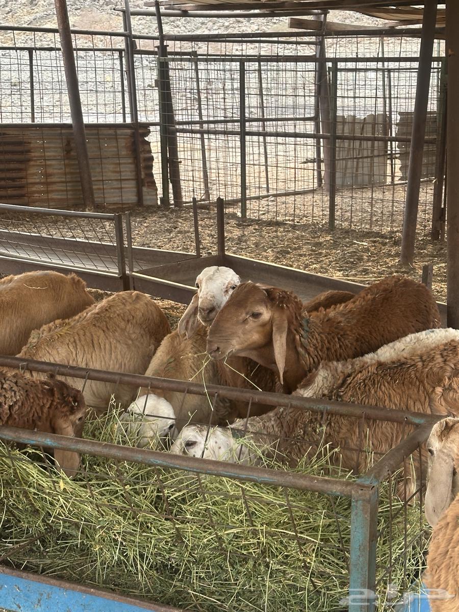 Talians Suwakin Breeding Number 3064568961488258111