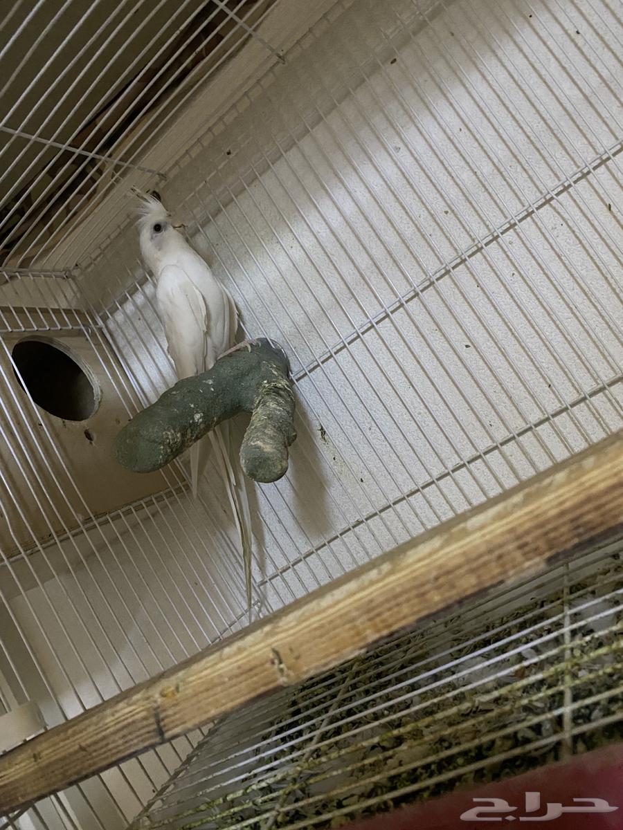 زوج كروان البينو64564726789762112