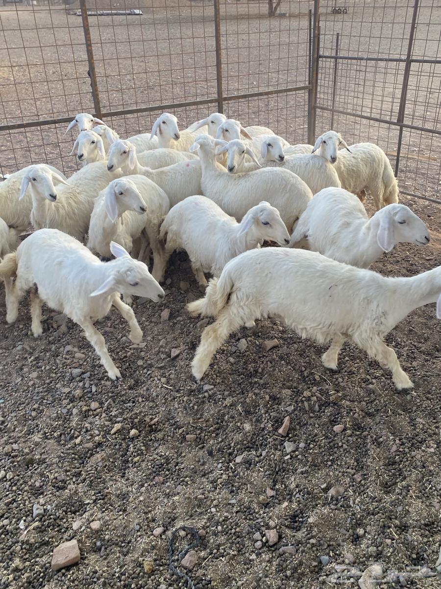 رخال مقنوي تم البيع64564102457473114