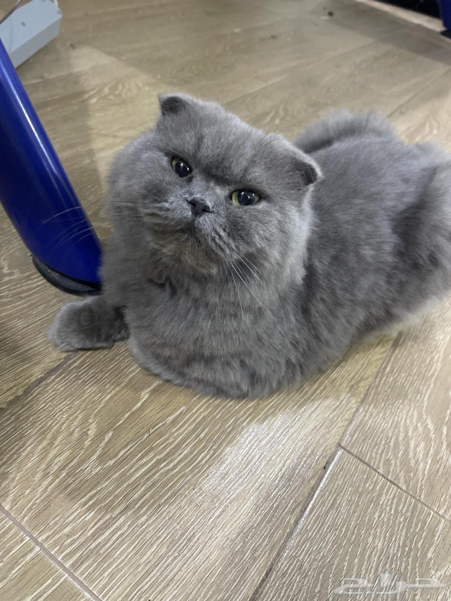 ( البيع ) قطه سكوتش مهجن شيرازي لطيفه و تتعود عليك بسرعه64563536182402110