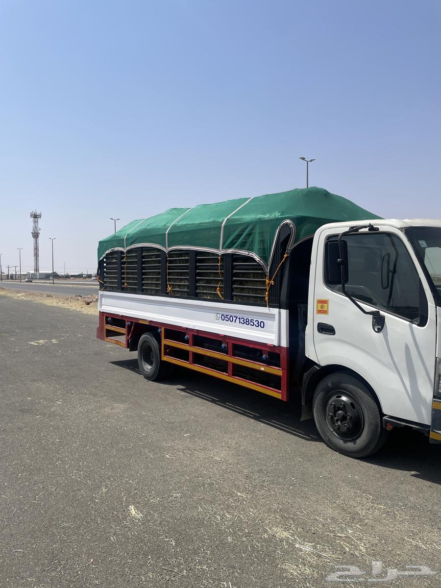 برسيم صافي 140 لبنه من 1664555828520065110