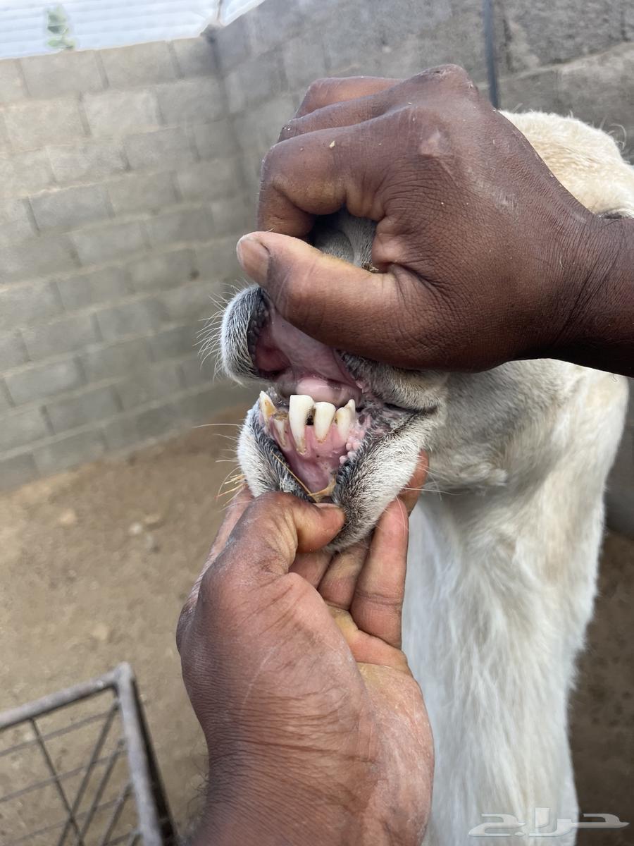 Fahel Houri64568633060737113