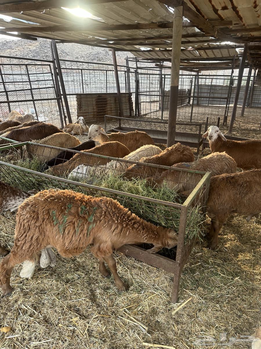 Talians Suwakin Breeding Number 3064568961488258114