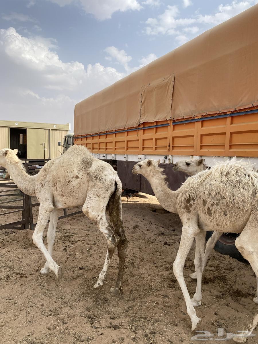 حشو للبيع64567392797313110