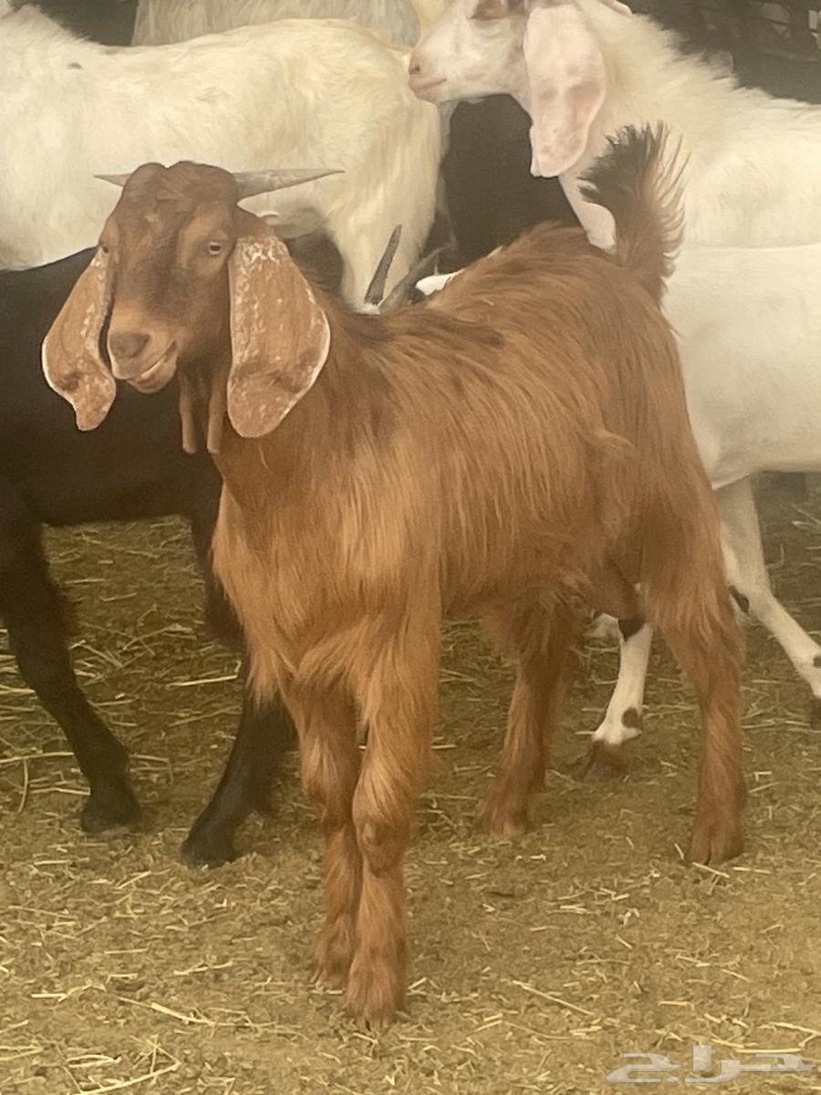 Local goats for sale, free with slaughter and delivery64565925674754111