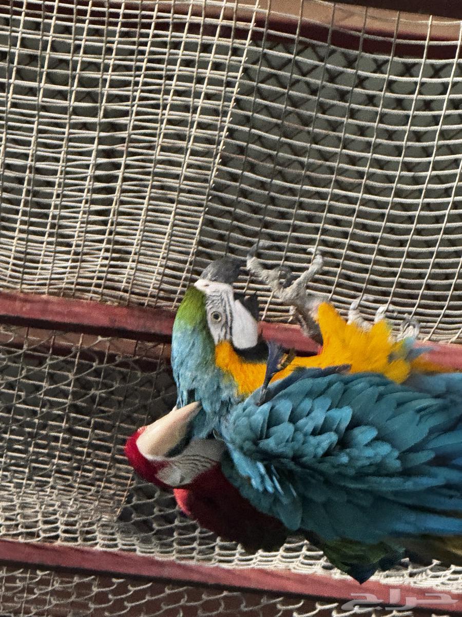 للبيع جوز مكاو قرين وينق وبلو اند قولد جاهز للانتاج64569562729473111