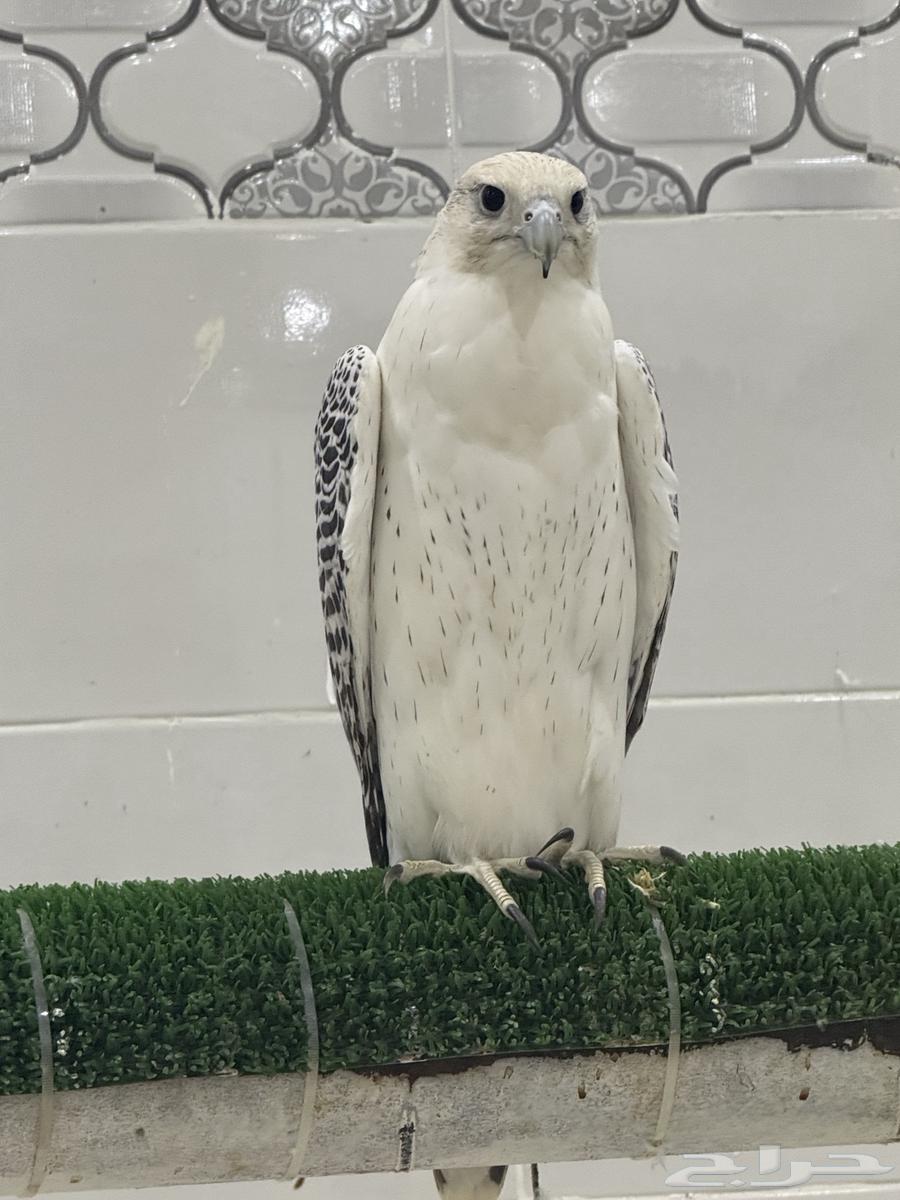 طير جير64567490055170112