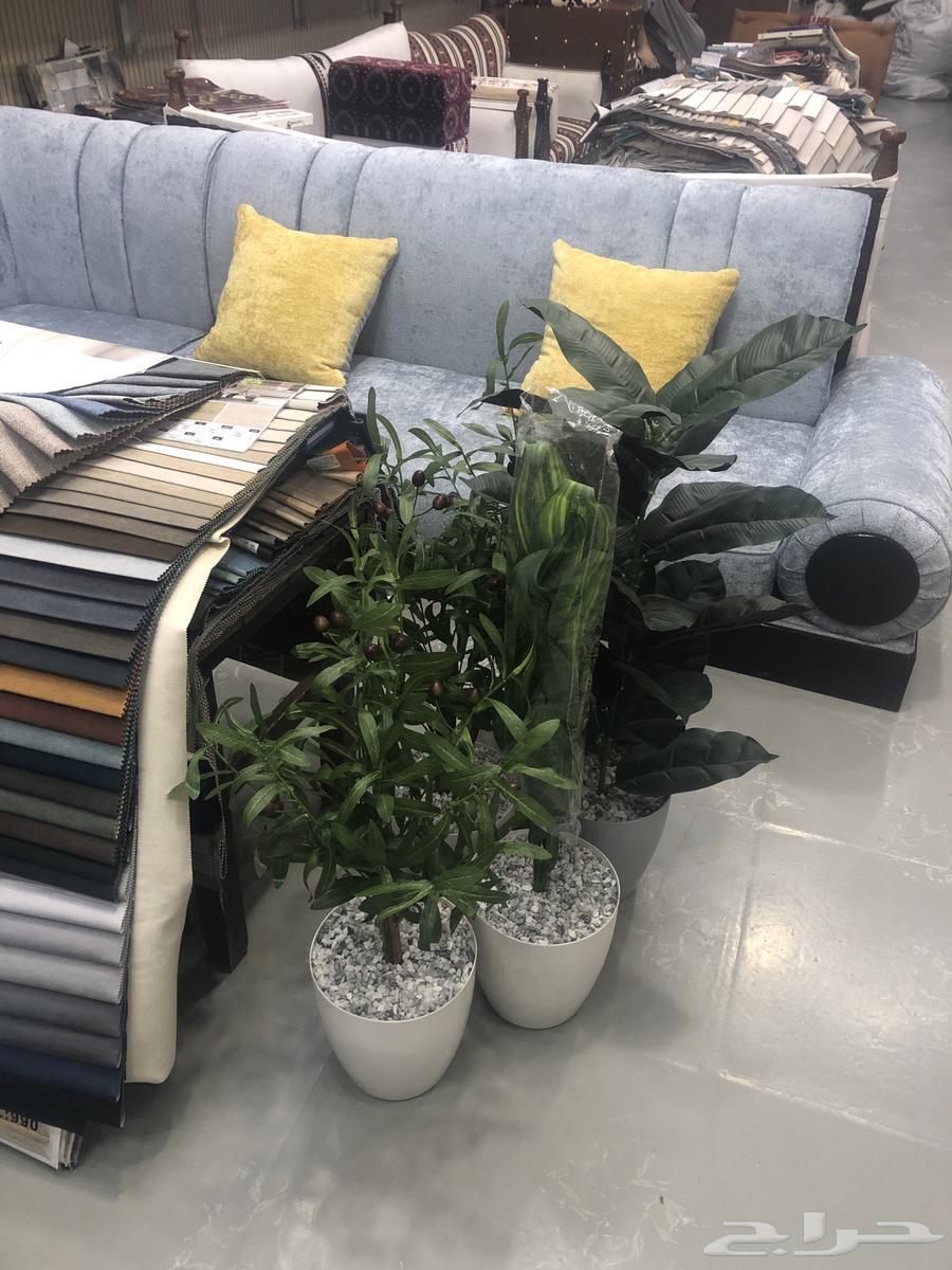 يوجد شجرة الزيتون موديلات جديد يوجد صغير64570996907395113