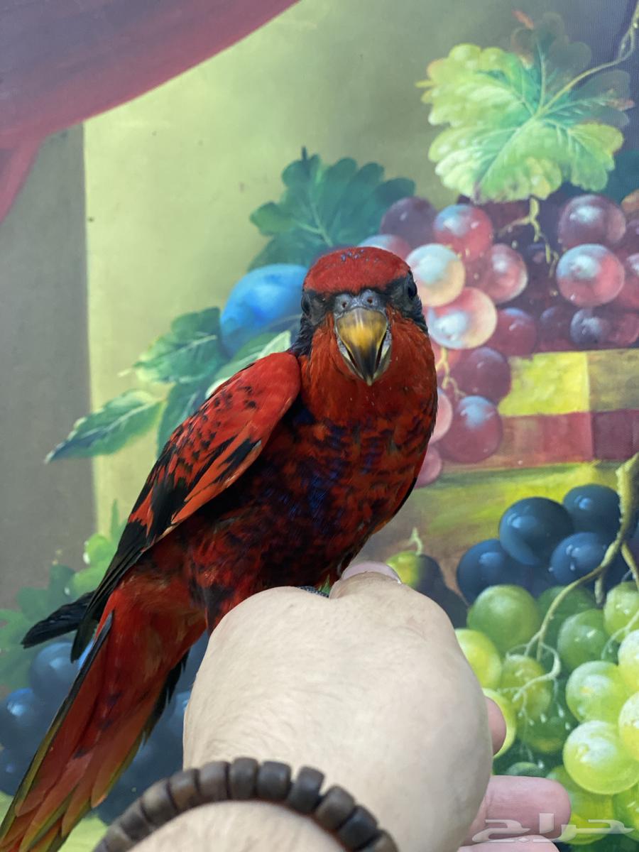 تم البيع فرخ لوري64563563817730112