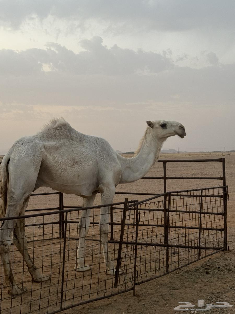 للبيع قعود طيب64568797626241110