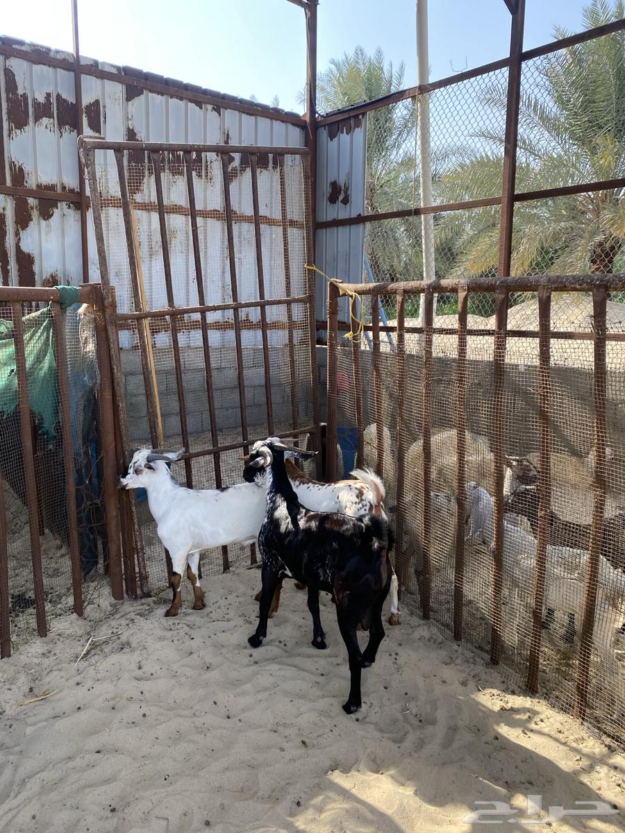 تيوس جنوبية وبيشية ذبايح تم البيع64570012334466110