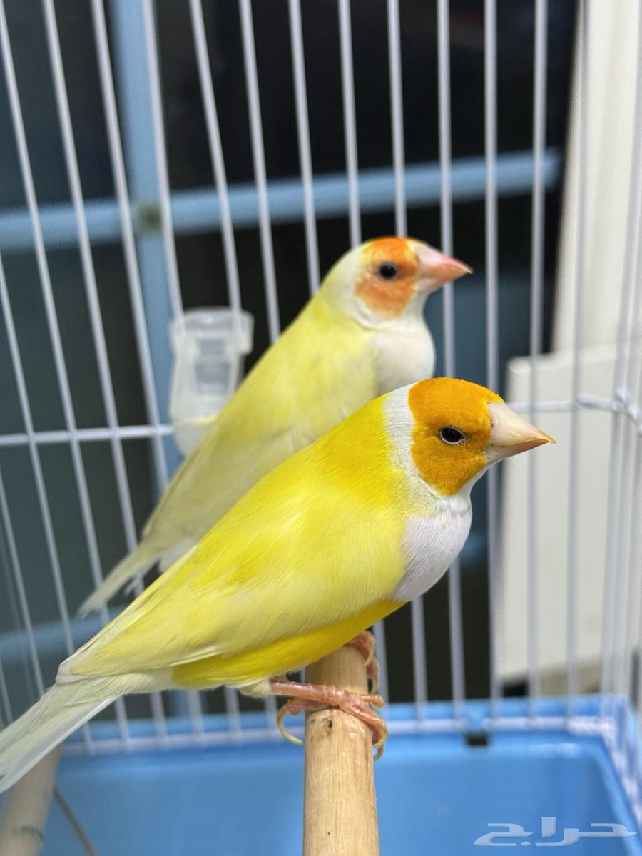 زوج قولدن فنش اصفر وجه برتقالي64563660693379111