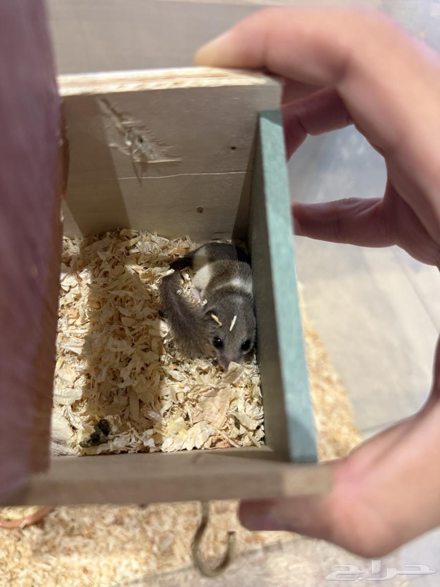 Dwarf squirrel pair for sale64565814704643114