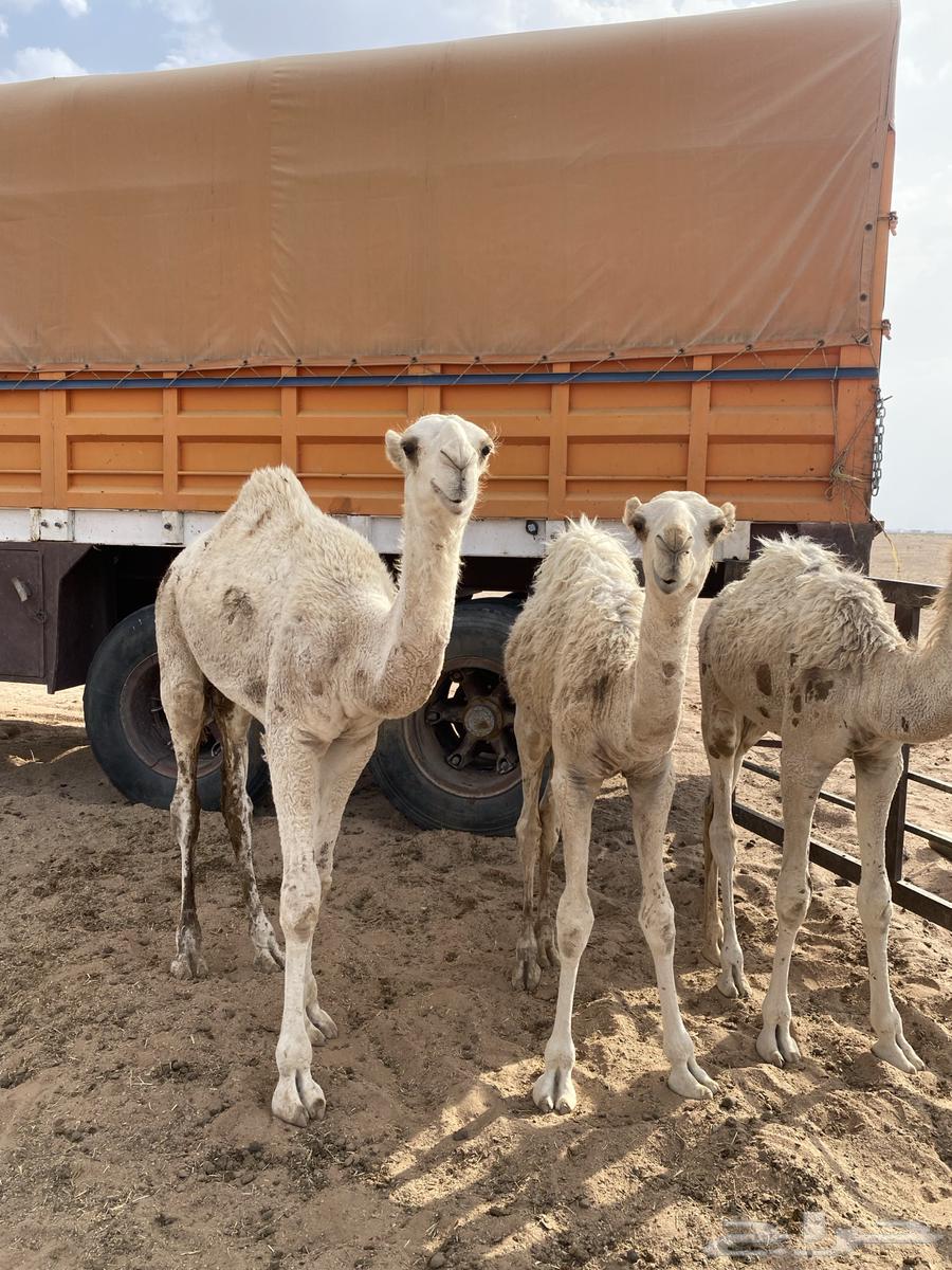 حشو للبيع64567392797313111