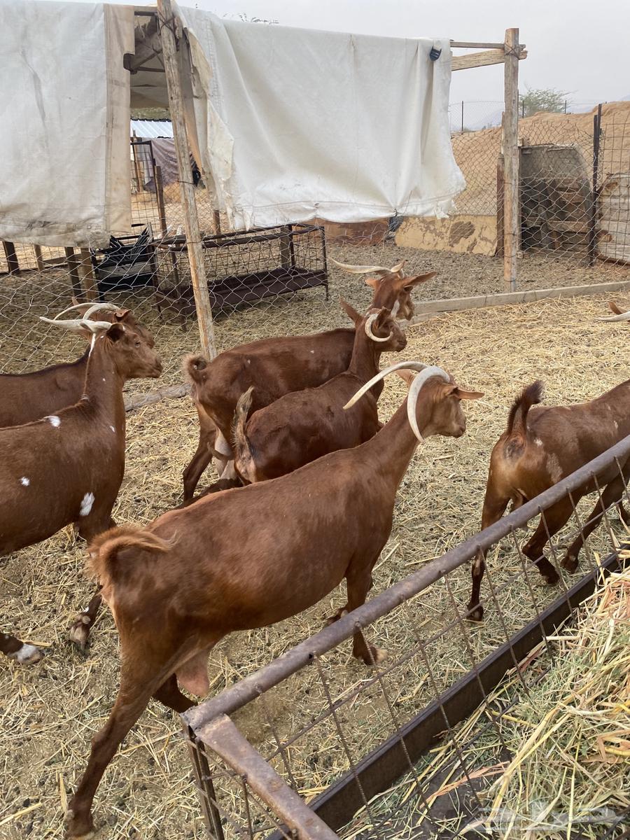 محايلات دهم دفيع64566755733506112