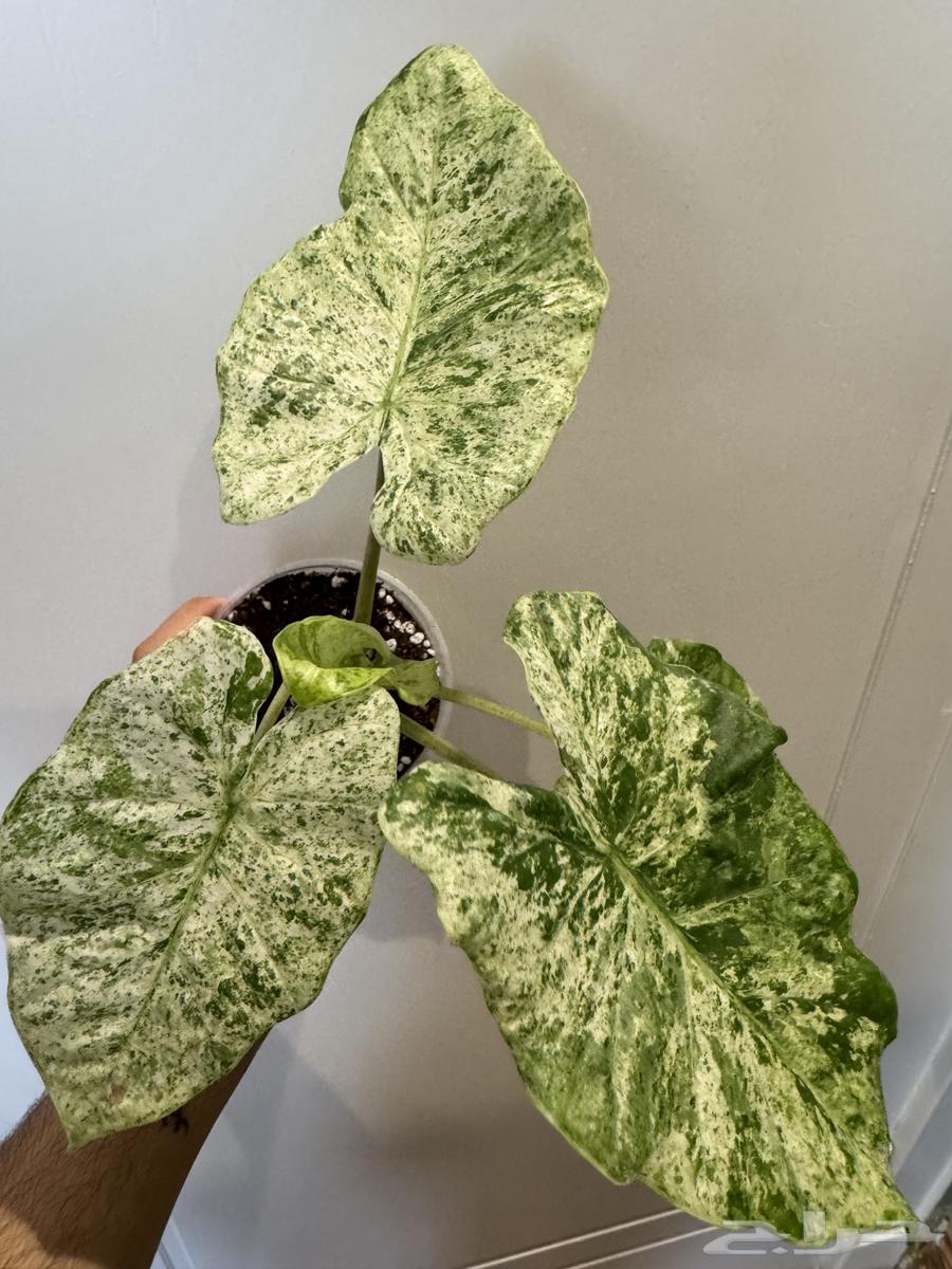 نبات الوكاسيا64565856391042112