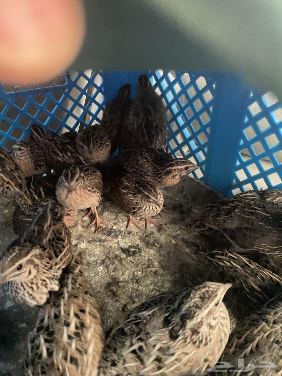 سماني. سمان الفري المهاجر64570285634947111