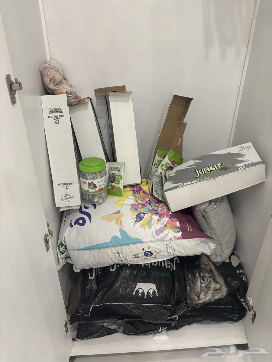 اكل قطط للبيع بسعر مخفض64564518142977110