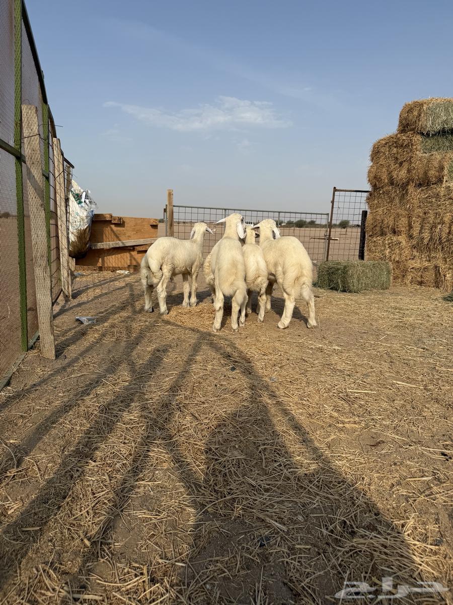 طليان لباني تم البيع64564504326913110