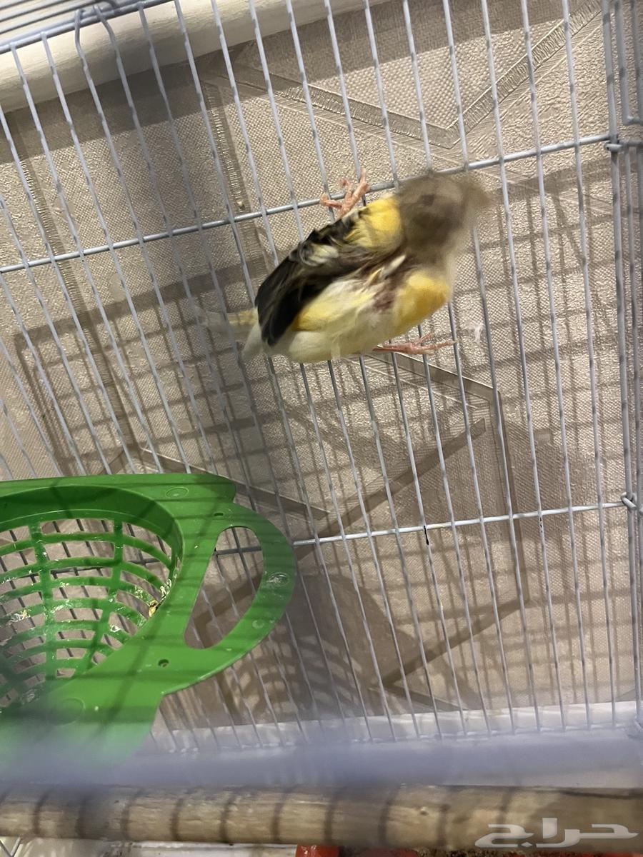 كناري انثى للبيع64568348095105113