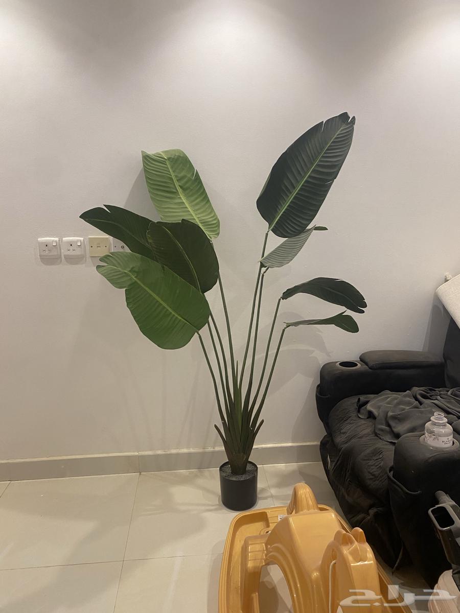 Table and tree64563743829505110