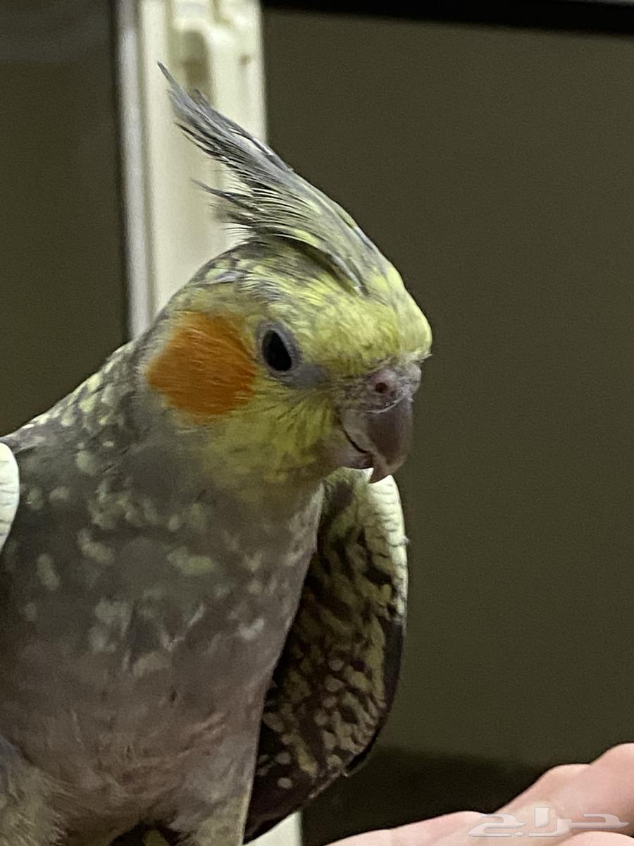 حيوانات بغبغاء كارون فراشة300 ريال64570669156994113